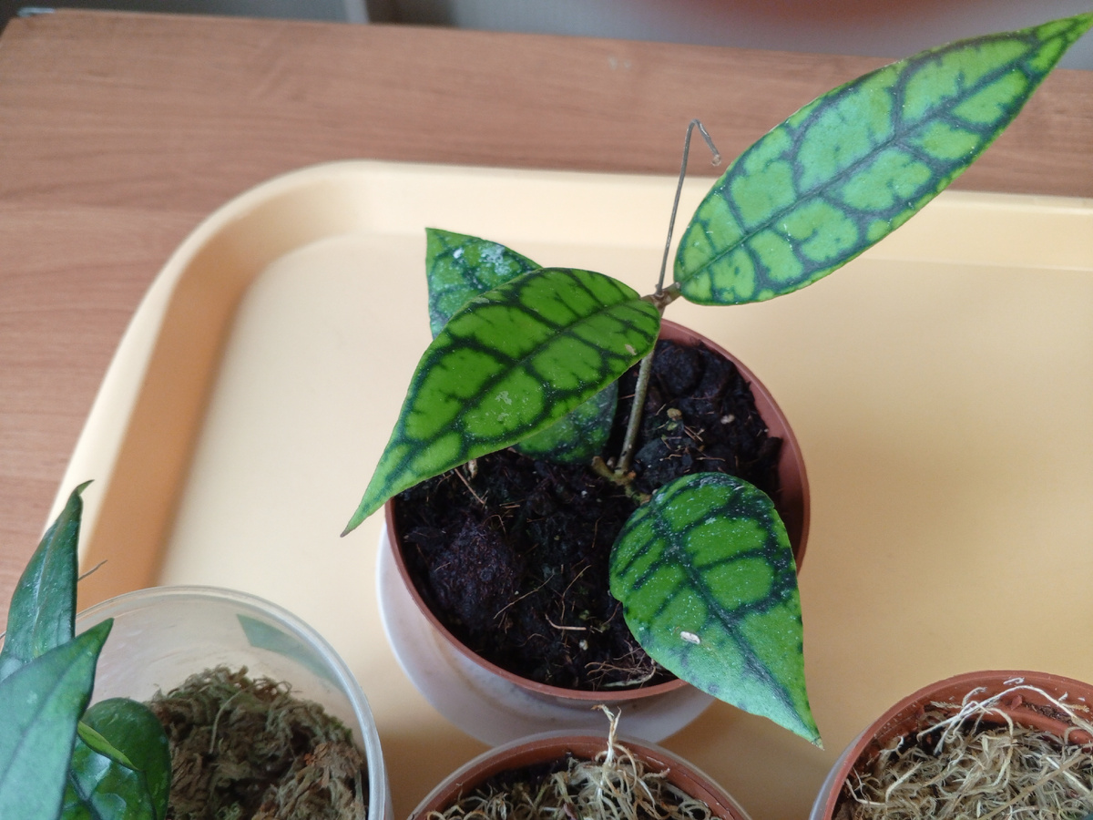 Хойя callistophylla "Black Cat"