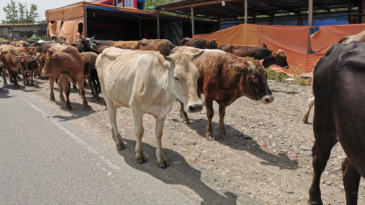 © photo: Sputnik / Stringer