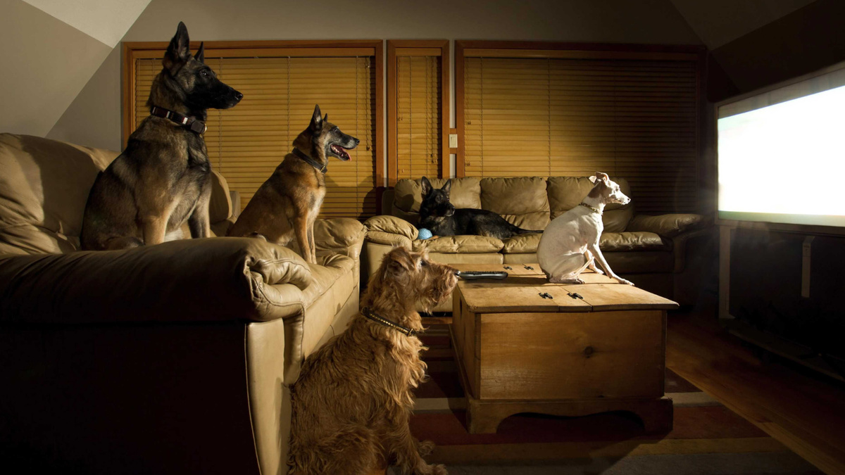 Голубая мечта ленивого владельца - собака учится сама, просто глядя в экран. Фото BrianAsmussen/iStock