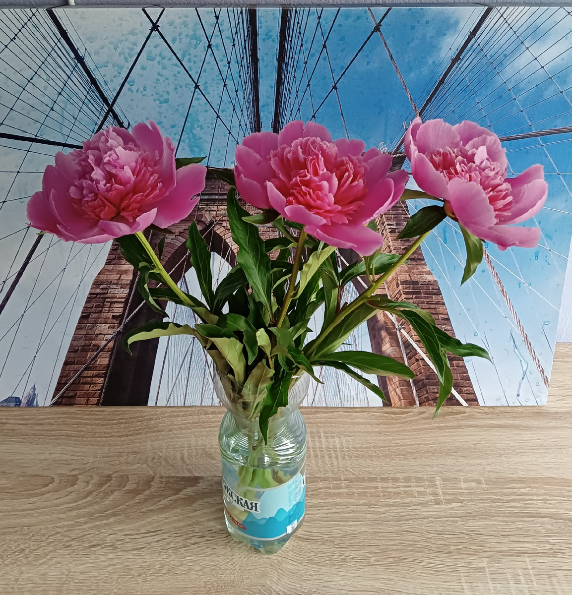 Не видела пионы 10 лет!!!