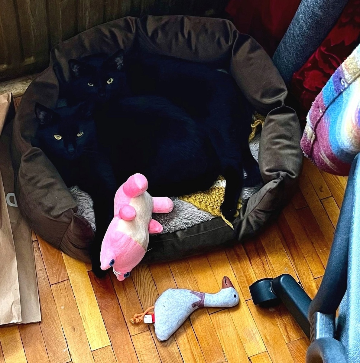 Луис и Мисти. Кто из них кто на этом фото лучше не спрашивайте)))