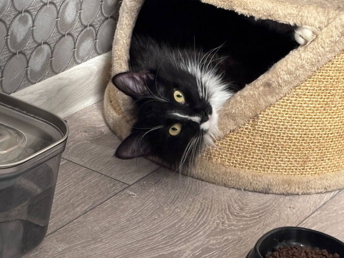 Винсент - отличный психолог. О каждом из нас он сходу мог бы многое  рассказать)))