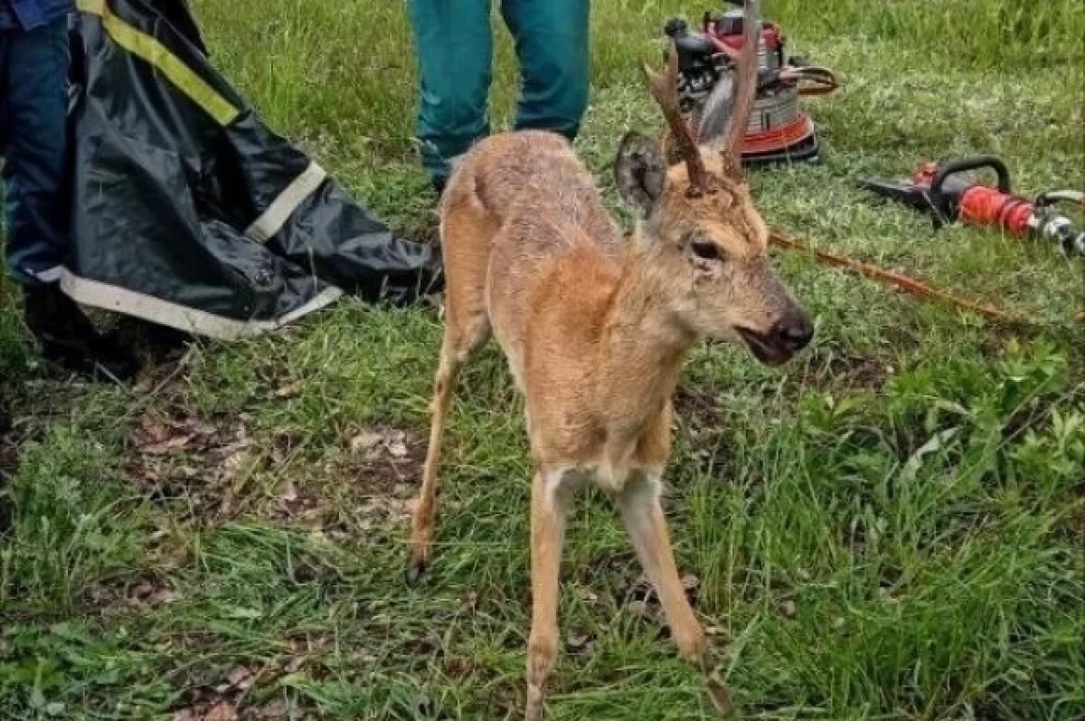    Спасатели освободили косулю, застрявшую в заборе у «Авиастара»