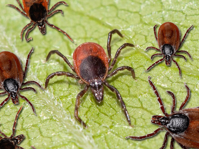 ПОЧЕМУ КЛЕЩЕЙ ИЗ ГОДА В ГОД ВСЁ БОЛЬШЕ И БОЛЬШЕ?!