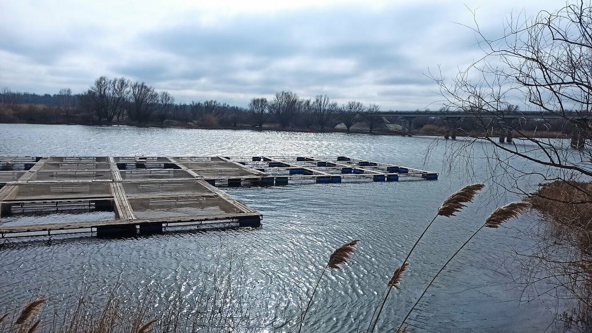 Осетровая ферма Локтевых