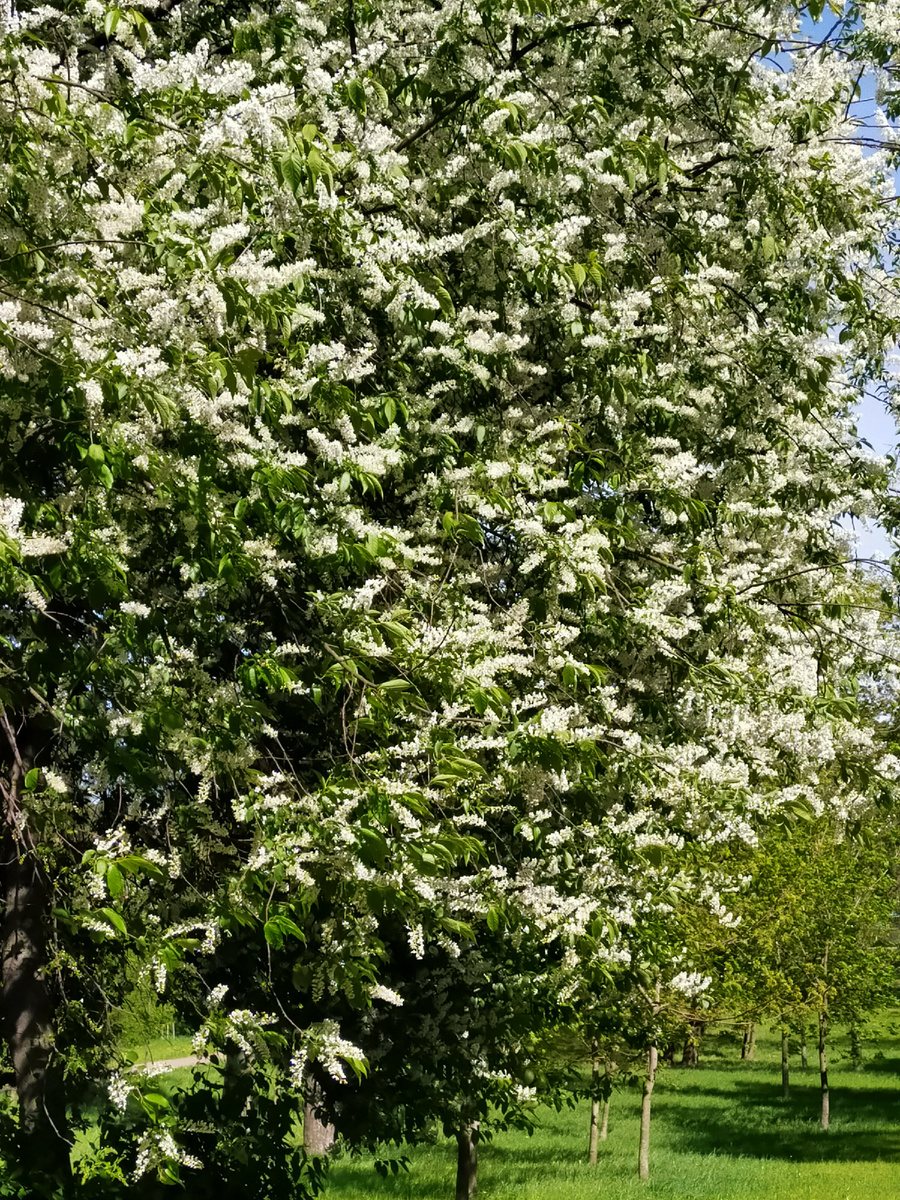 Фото автора.