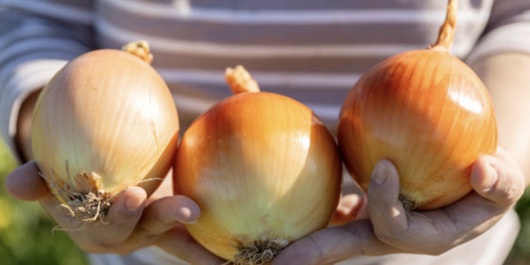 Как и чем подкормить лук в июне, чтобы получить крупные репки.