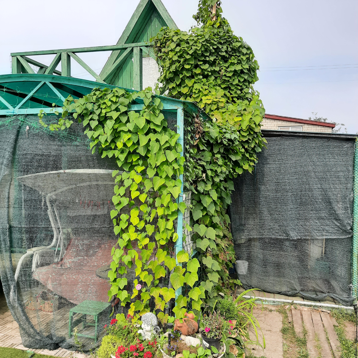 Лунносеменник Даурский заплел беседку