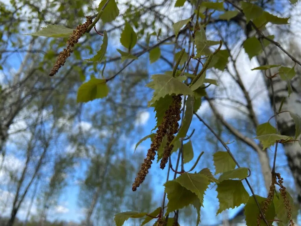    Цветение березы. Фото: Мойка78