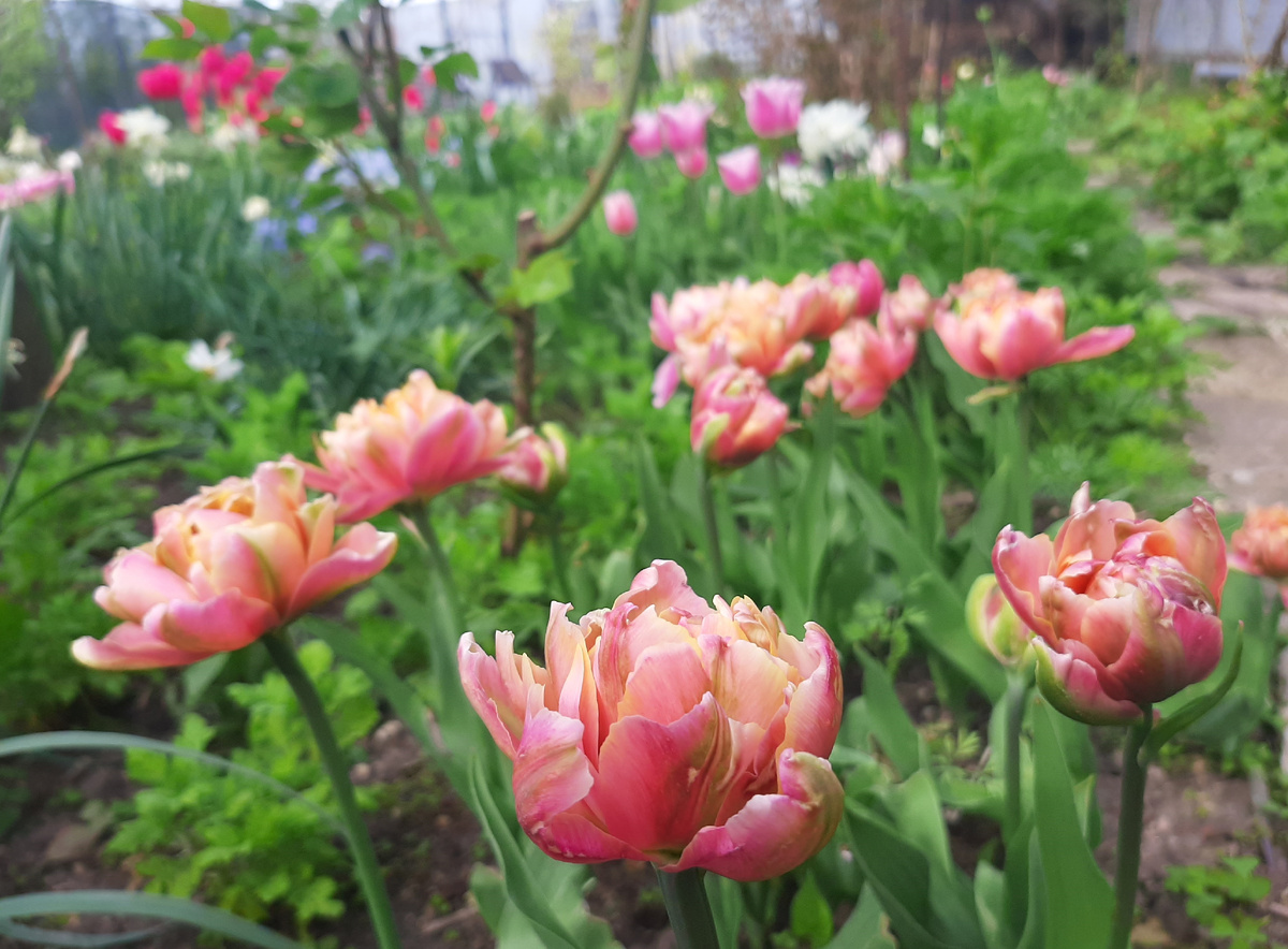 В начале роспуска