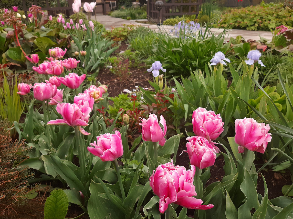 Потом розовеет