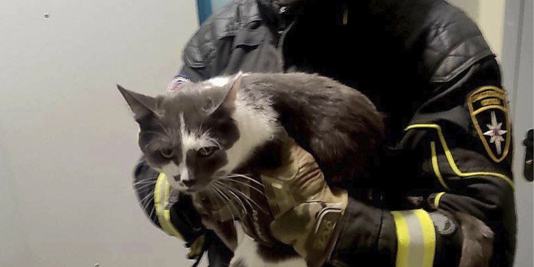 В Москве спасли домашнего кота, который не мог слезть с дерева