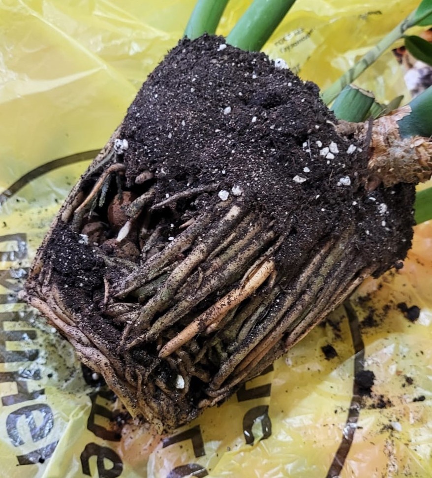 Пересадка замиокулькаса. Осмотр корней