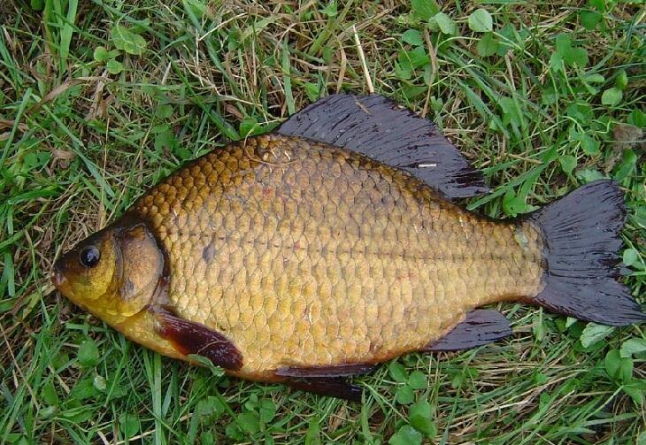 Фото: Termex86 / Википедия