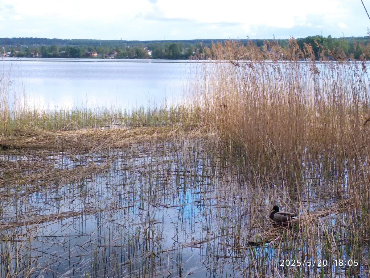 Лебедей нет, есть утка, которая меня вообще не боится