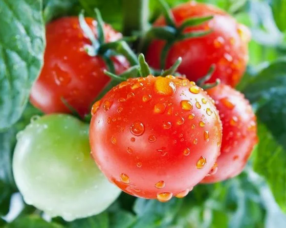 Помидоры после дождя