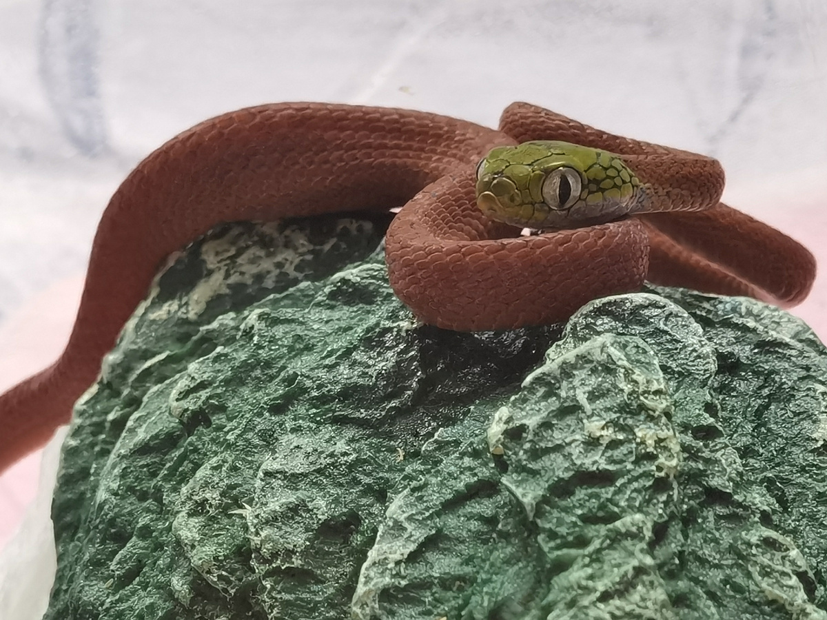 Boiga cyanea (змея не для новичка!) 