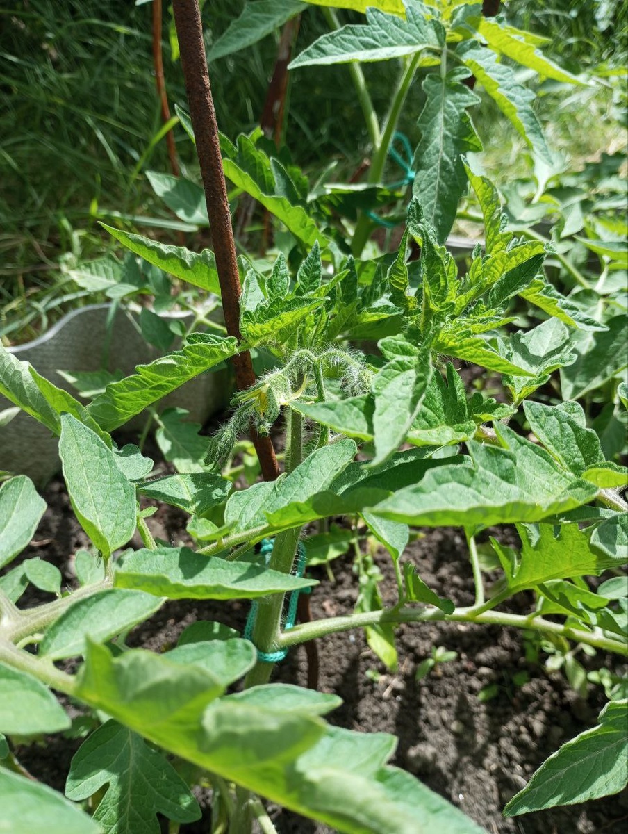 Первые цветочки на томатах