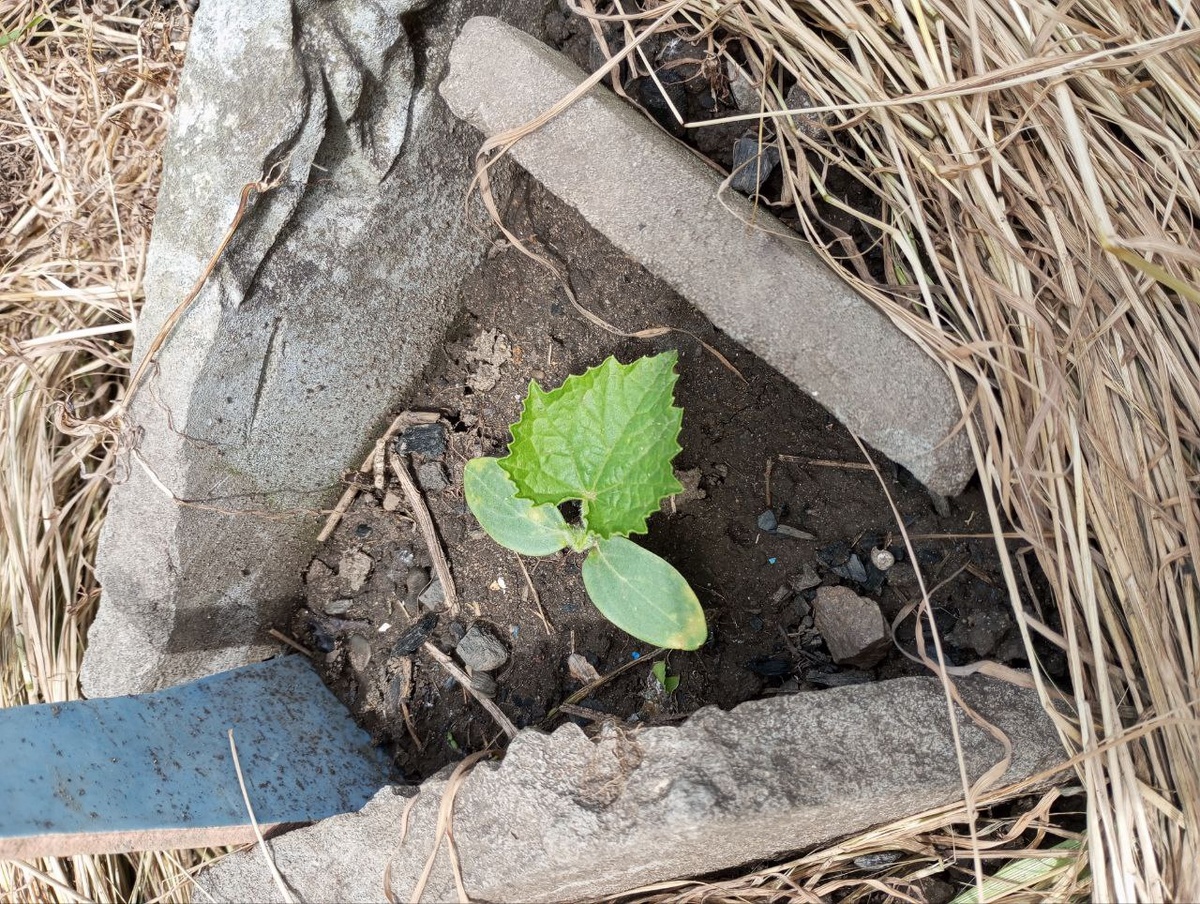 Все огурчики вот так выглядят