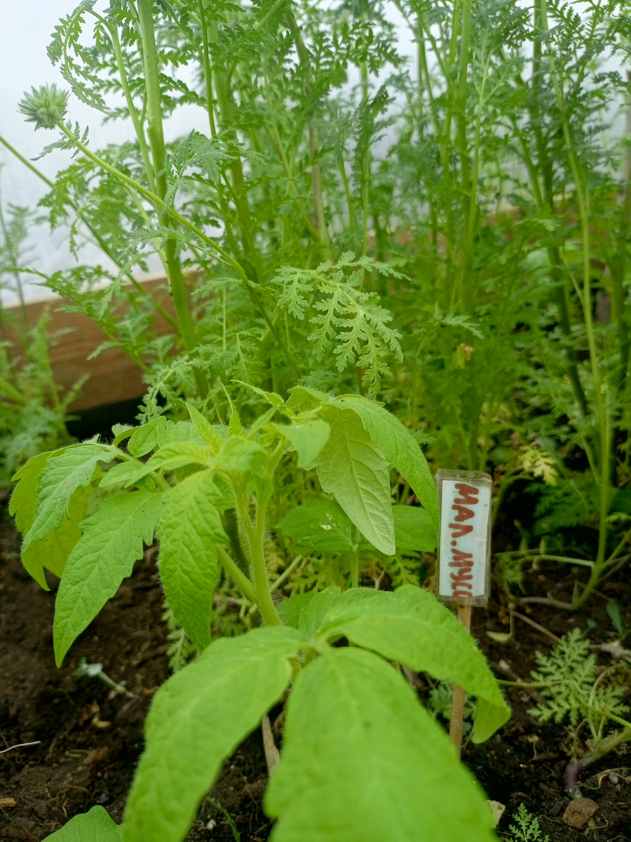 Томат Малиновый мусс отлично себя чувствует рядом с фацелией