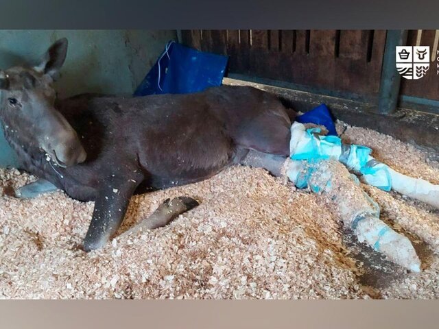    Фото: msh.mosreg.ru