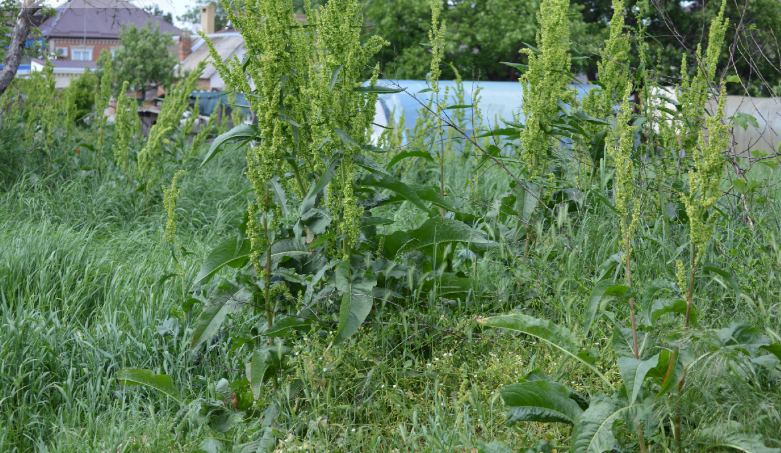 Фото автора. Май 2025. Соседний огород. А потом спрашиваем: – Почему стоимость картофеля свыше сто рублей?