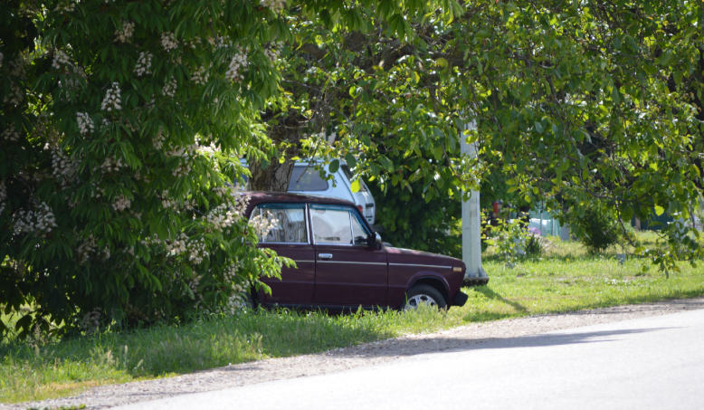 Фото автора. Май 2025. Станица. В тени цветущих Каштанов.