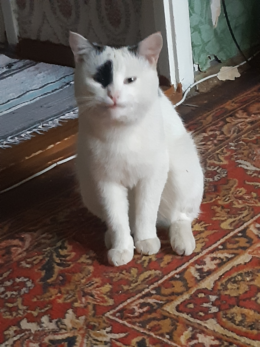 Я ыбку кушал!