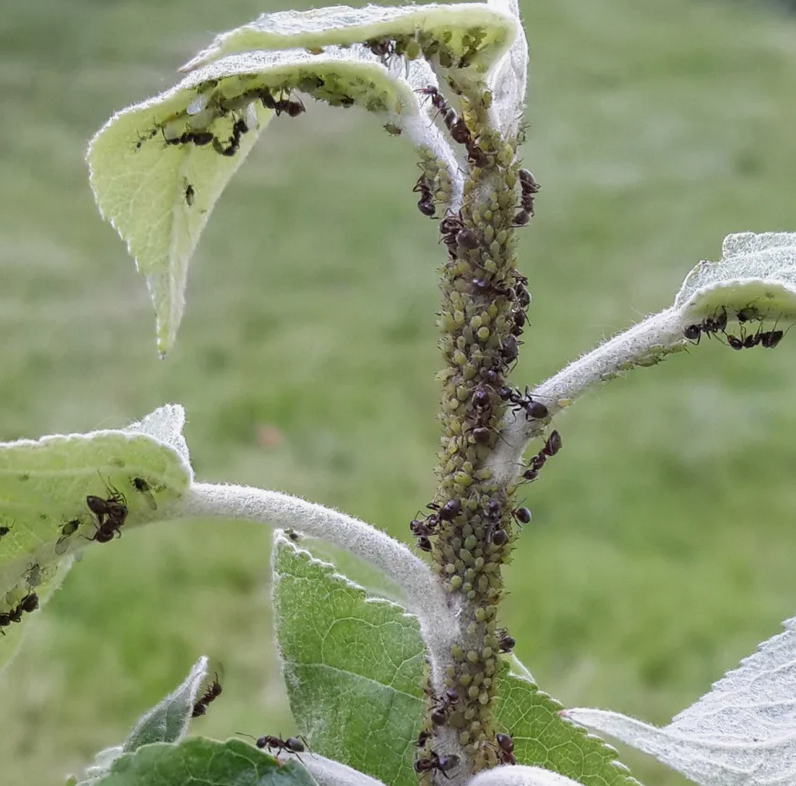 Тля на дереве