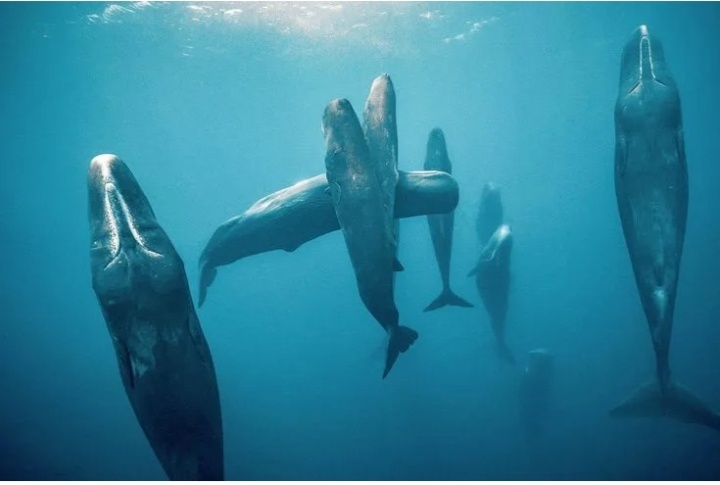 А так они спят