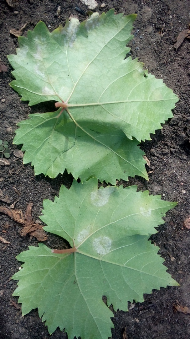 Сопроношение милдью на обратной стороне виноградных листьев 