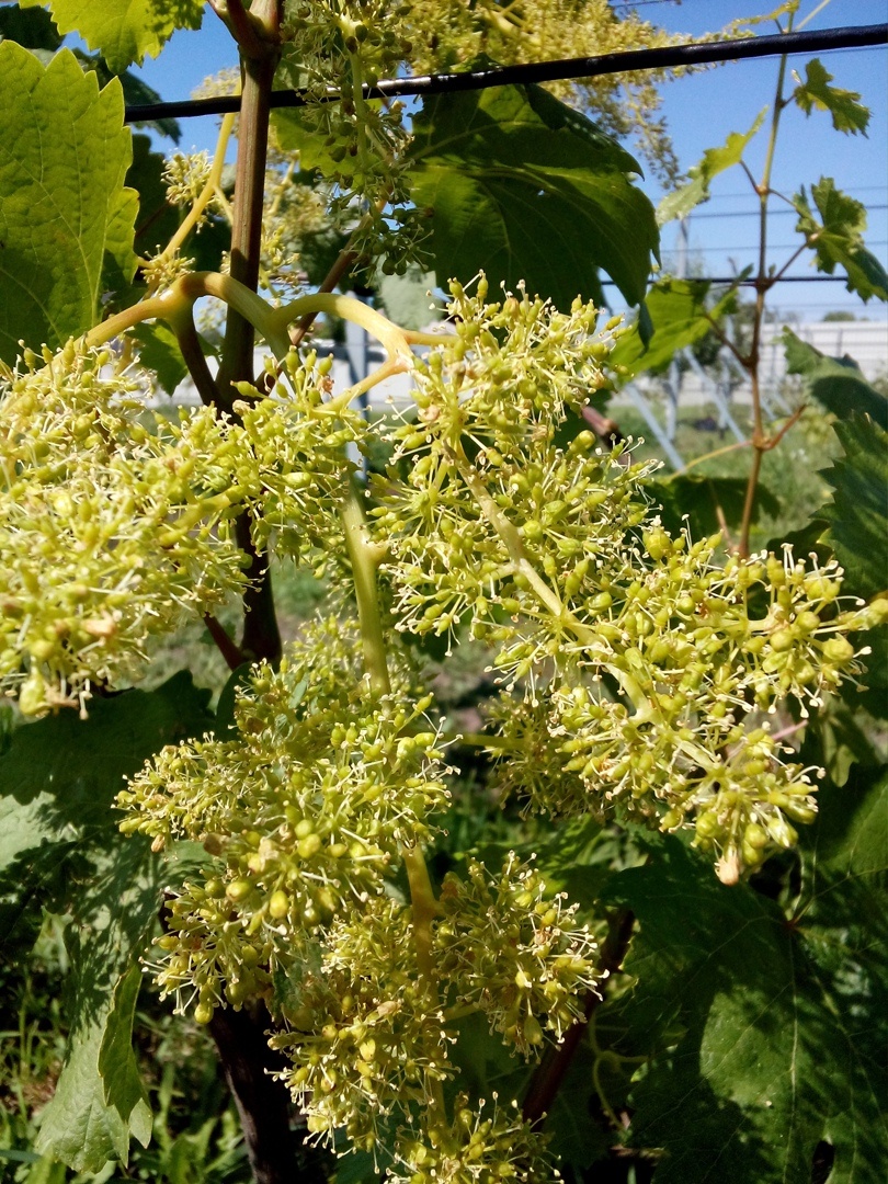 Цветение винограда 