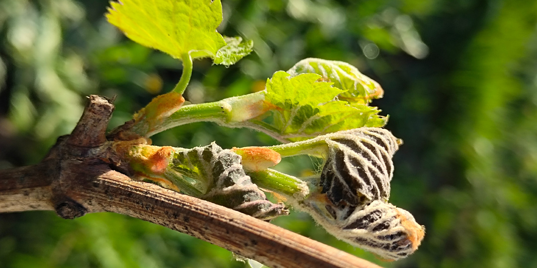 Вторая половина мая. Важные рекомендации по мероприятиям на винограднике