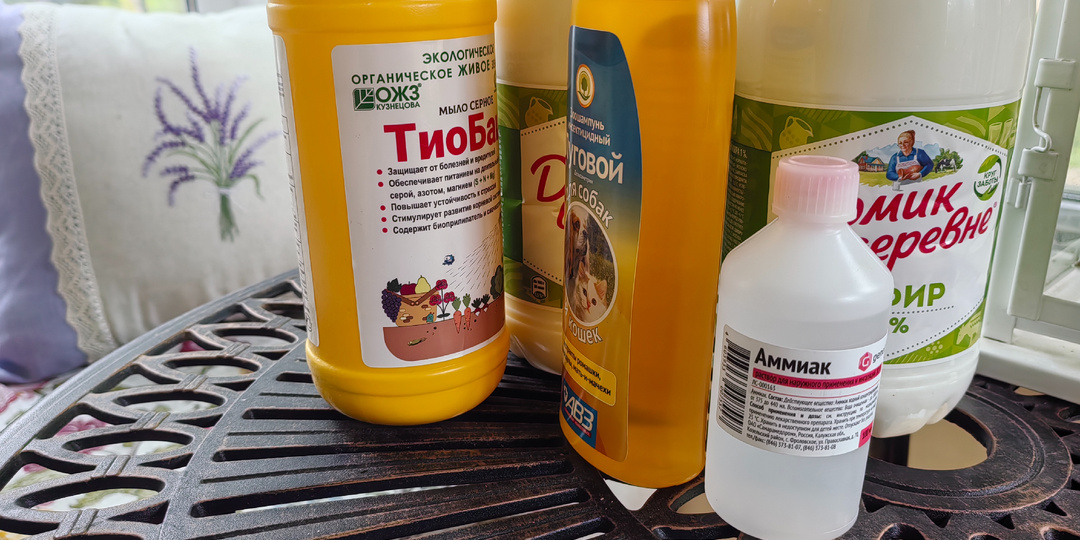 Беру самые простые подручные средства и избавляю сад от тли. 3+3 способа без химии