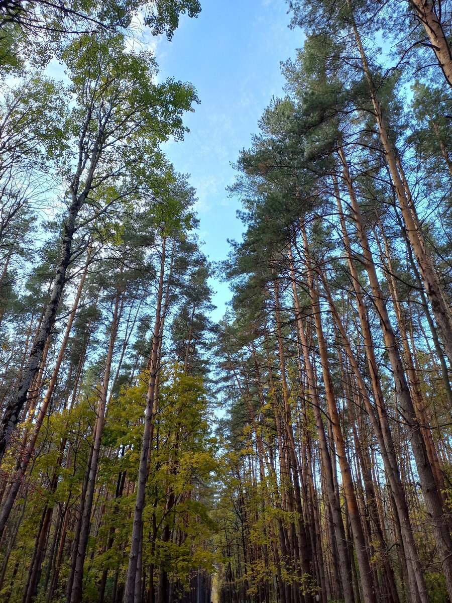 Наш парк Пролетарского района