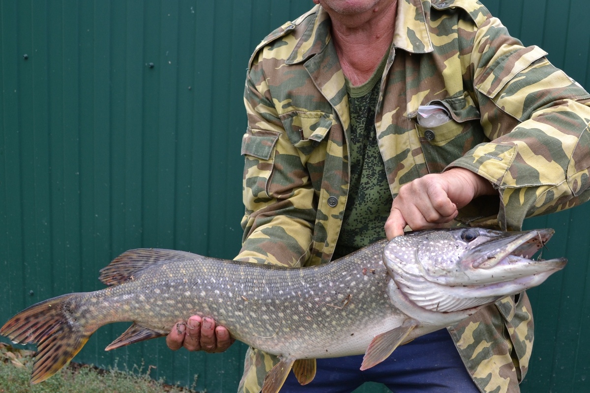 Фото автора. Трофей зятя. 2018 г.