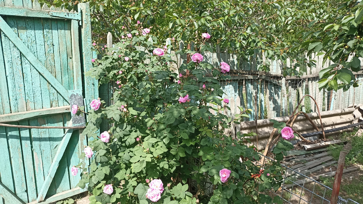 Зацвёл мой любимый куст