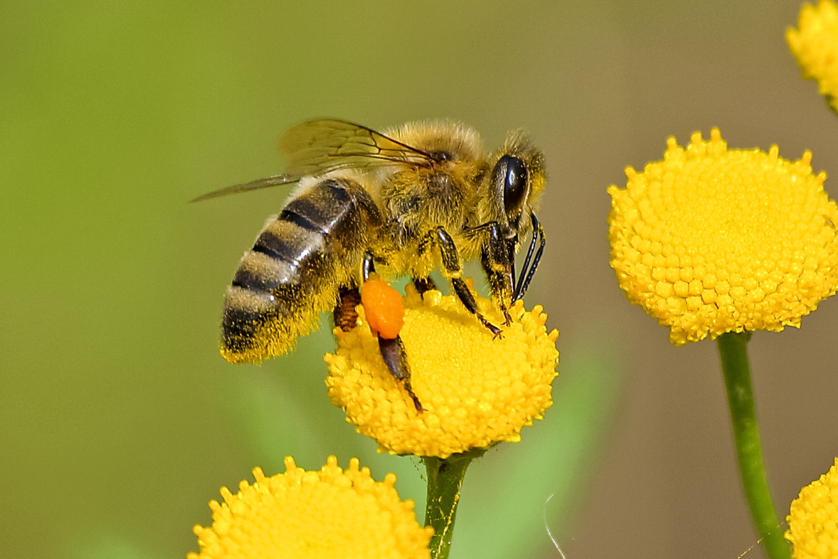 Численность и разнообразие насекомых сокращается по всему миру. Ученые утверждают, что их биомасса уменьшилась почти вдвое с 1970-х годов.