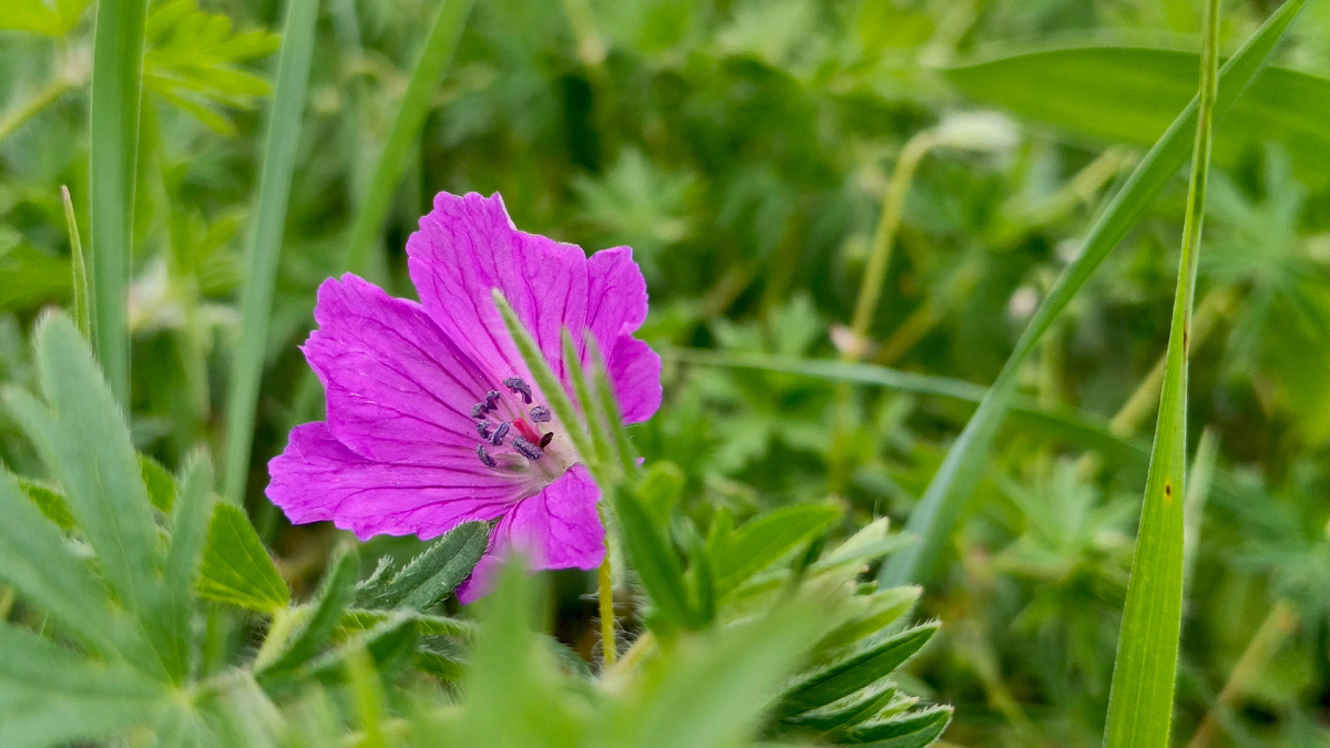 Рядом с этим цветком я подобрала выброшенную кем-то пластиковую бутылку. Май 2025. Фото автора.