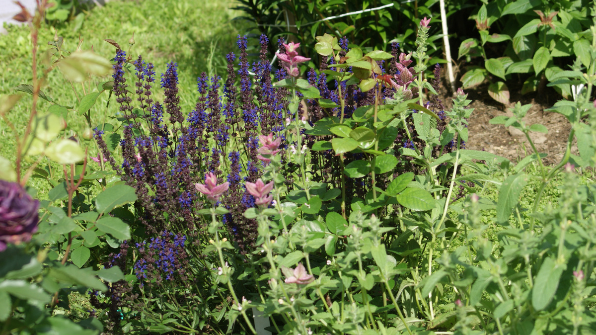 Шалфей «Night field» в розарии