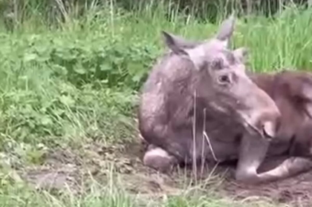    Умер сбитый под Истрой лосенок Илюша