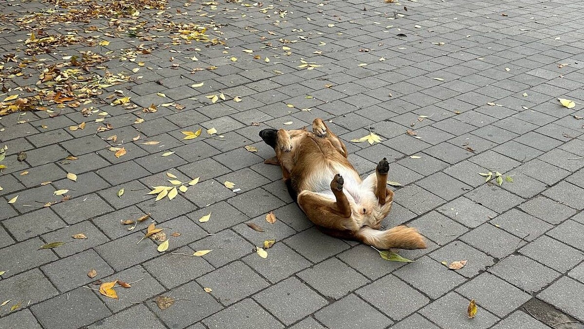    Фото: телеканал «Краснодар»