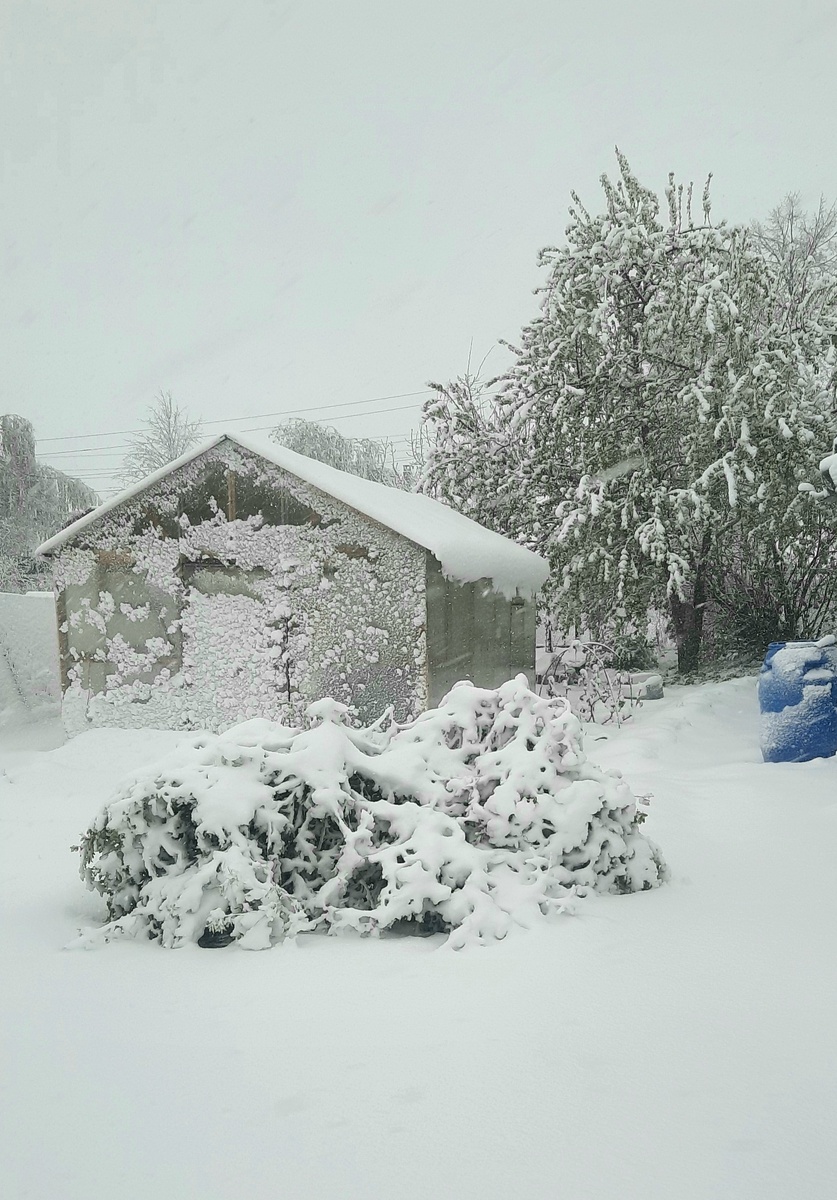 Фото автора. 2 мая 2025г.