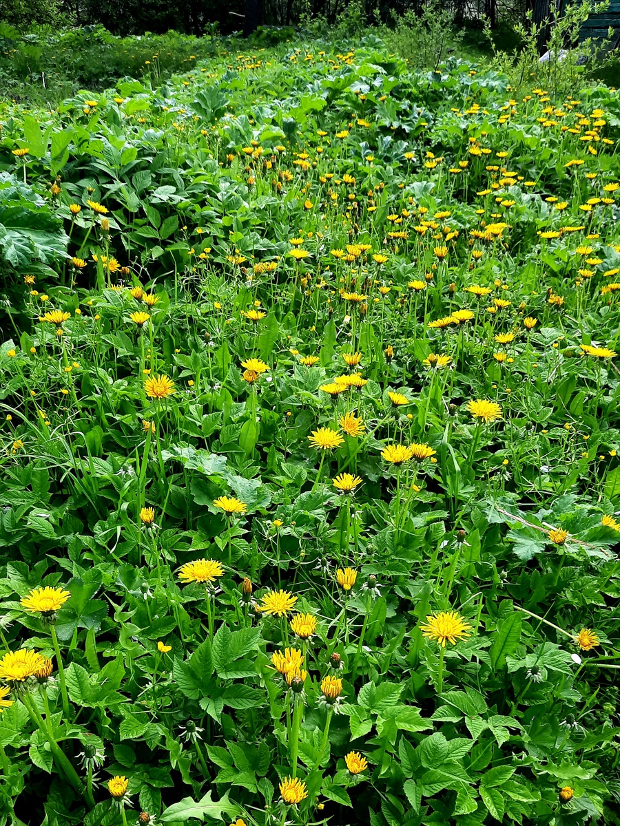 Фото автора. Сорнякам мороз и холод нипочём... 