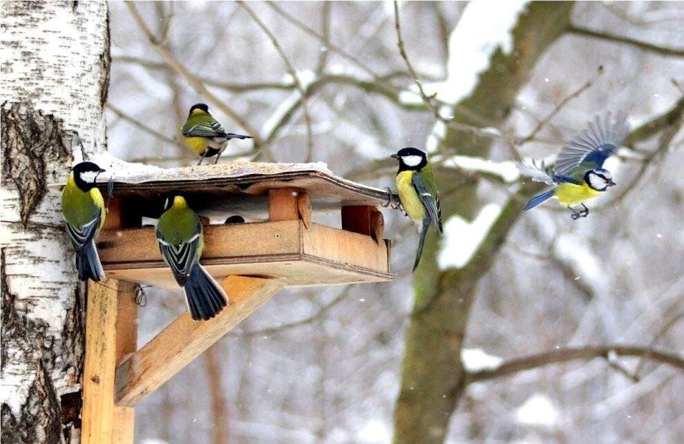 Фото из интернета.