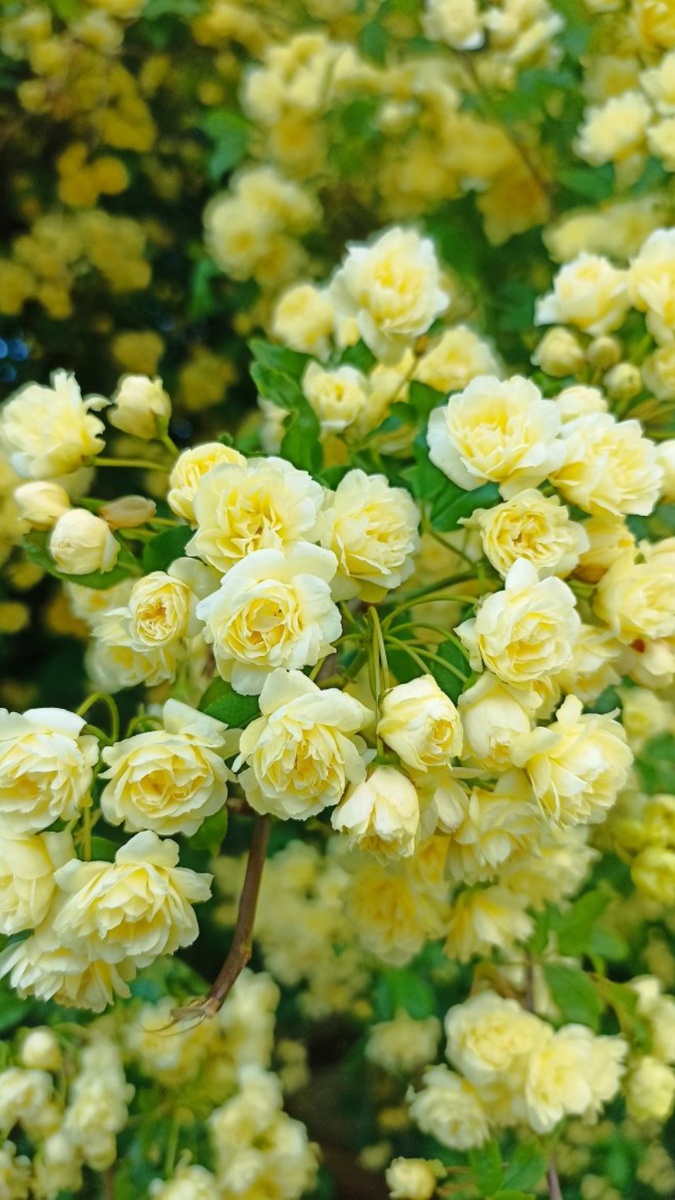 Такие нежные и маленькие цветочки, но за счёт их количества и величины кустарников никого не оставят равнодушными.