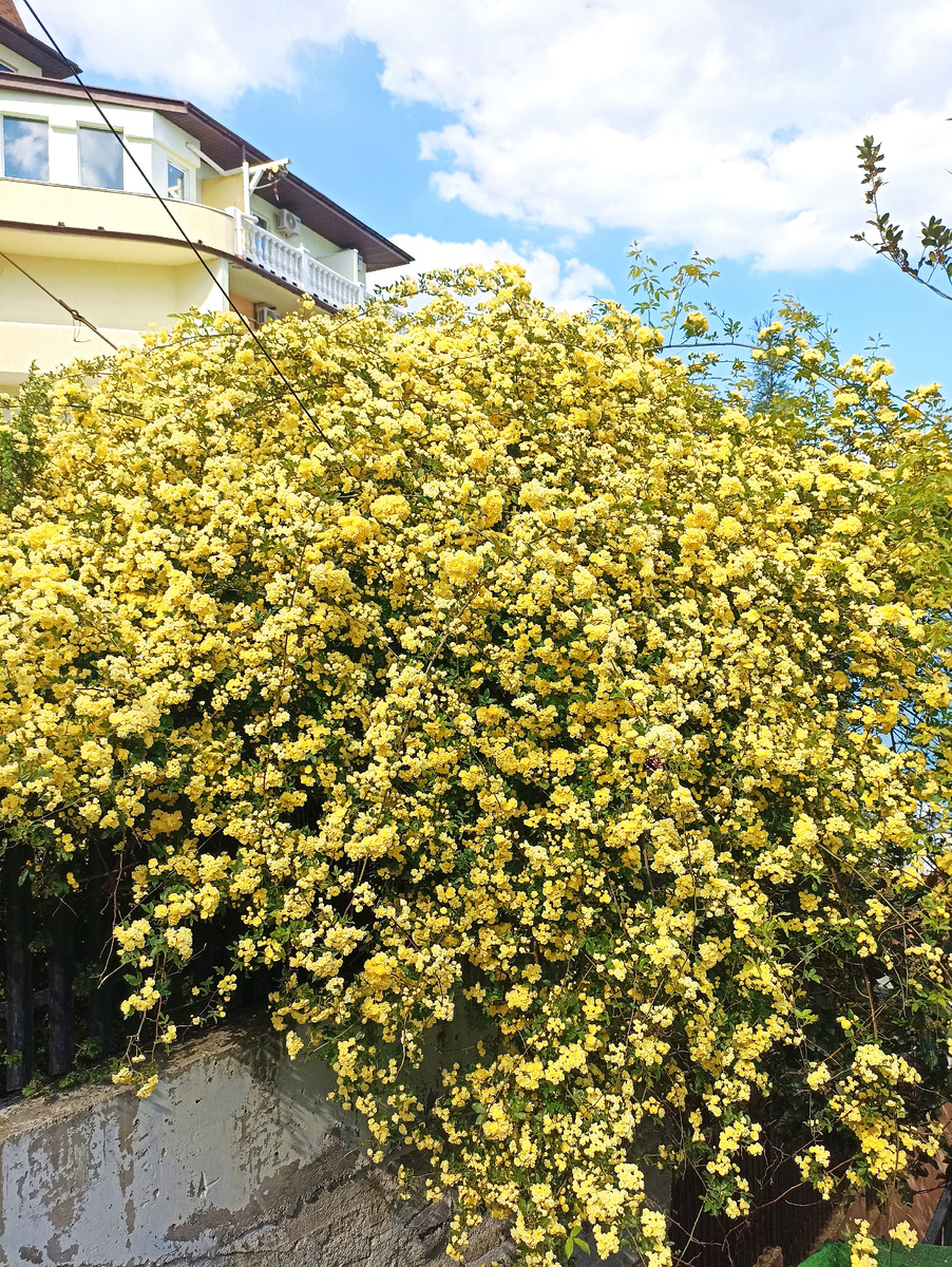 Этот куст находится у спуска (лестницы) в Утесе.