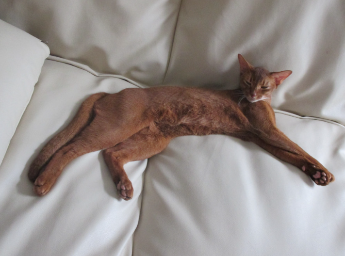 Если вы делитесь в соц.сетях фото своей кошки, убедитесь, что на вас не подписаны соседи по кондоминиуму в Таиланде