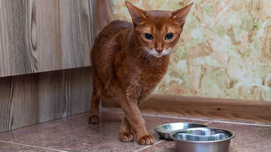 В Синагпуре недавно амнистировали 4,5 миллиона кошек!