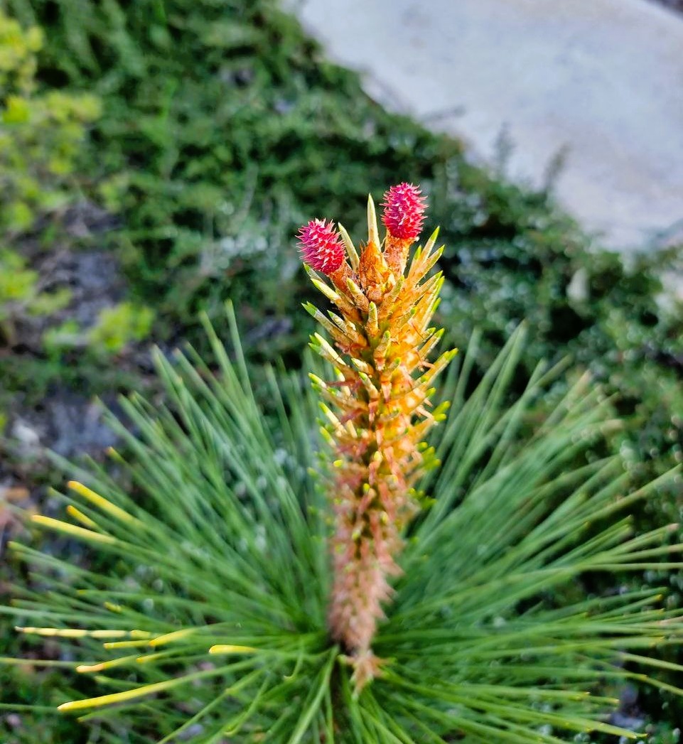 Pinus ponderosa 'Penaz'.